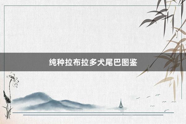 纯种拉布拉多犬尾巴图鉴